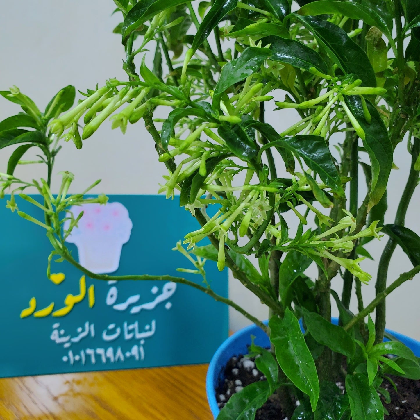 مسك الليل