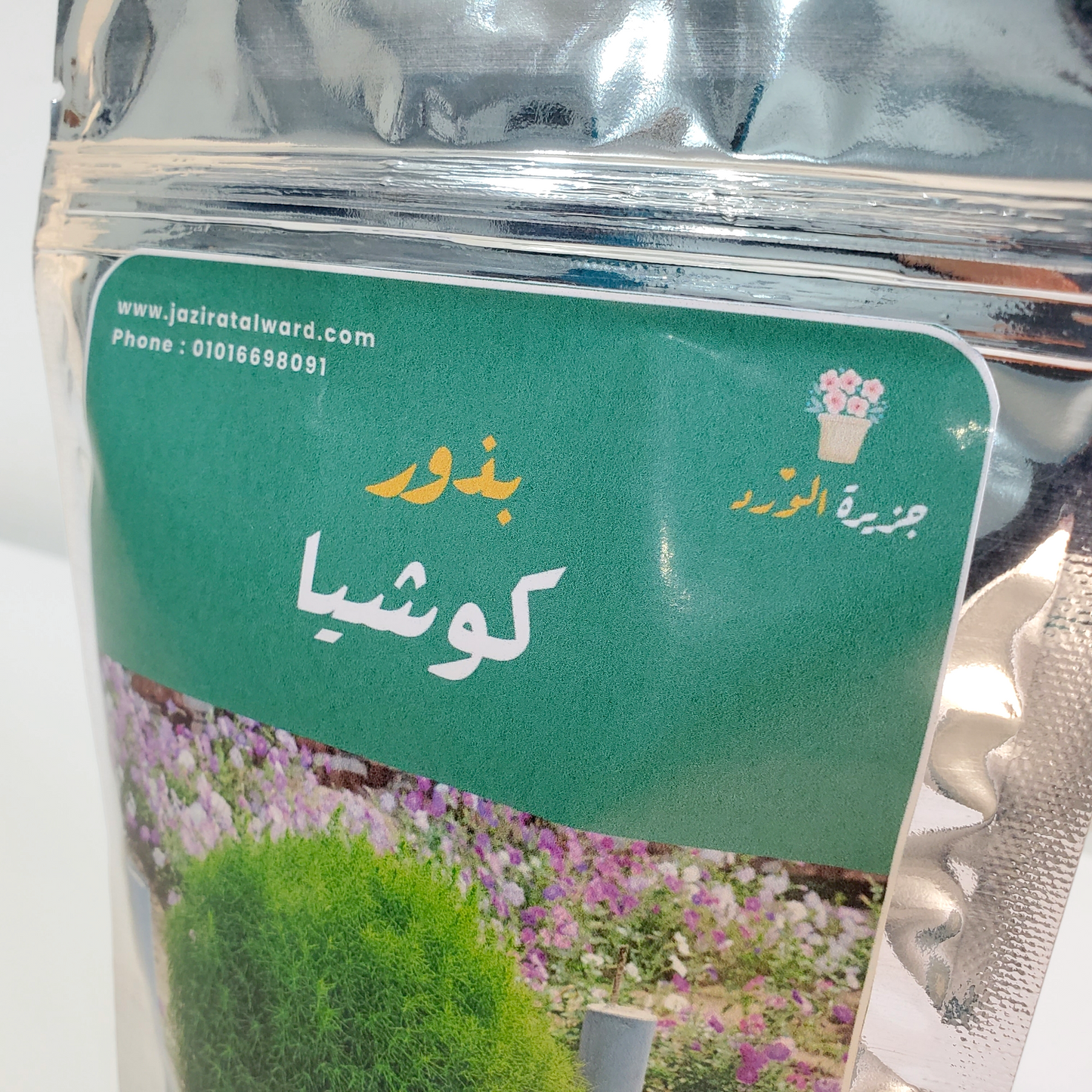 بذور كوشيا